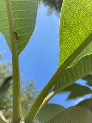 Ant and leaf with blue sky