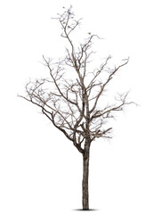 Wall Mural - Dead tree isolated on white background.