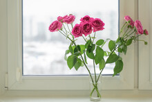 Bouquet Of Roses. Bright Pink Buds And Lush Rich Green Foliage. Flowers In The Apartment As An Interior Item. Natural Daylight. Window With White Frames In The Background.