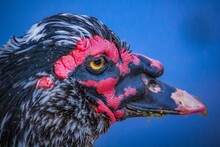 Portrait Of A Rooster