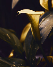 Photo Of Artistic Yellow Calla Lilies In The Garden