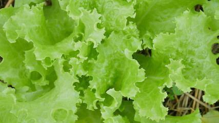 Poster - green plants Marijuana and lettuce.