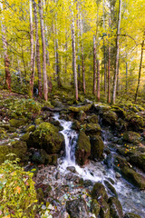 Poster - The Roethbach, a small creek near the Obersee Berchtesgadener Land, Bavaria, Germany.