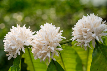 White Coffee blossom on green nature bokeh, Coffee tree in Organic Farm with white Coffee blossom flower.