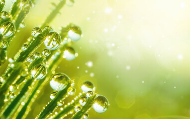 Aufkleber - Transparent droplets of dew in grass on summer morning sparkle in sunlight in nature. Fresh grass with water drops, soft focus.  Beautiful bokeh light green color, macro.