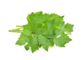 Wall Mural - fresh coriander leaves over white background