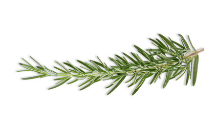 Rosemary isolated on white background