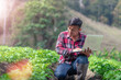 © surachat - Farmer sitting working with laptop in field for inspecting potato.