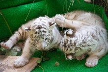 Two Cute White Tiger Babies Are Lying Down And Playing.