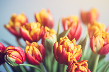 Bouquet of beautiful red tulips, closeup view. Card with spring flowers.