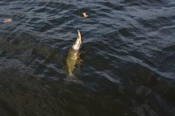 Wall Mural - Summer fishing, pike fishing, spinning on the lake