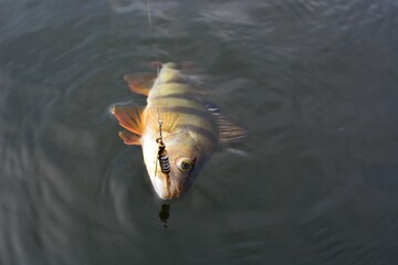 Wall Mural - Summer fishing, perch fishing spinning reel on the lake
