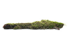 Moss On Tree Bark, Mossy Wood Isolated On White Background