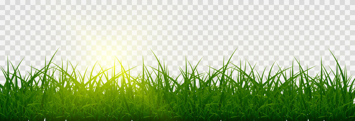 vector grass, lawn. grasses png, lawn png. young green grass with sun glare.