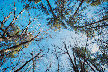 Looking up to a clear Carolina Blue sky through a canopy of trees, perspective