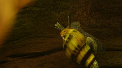 Wall Mural - Macro shot of assassin snail in aquarium. Anentome helena.