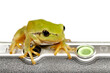 Green frog sitting on edge of laptop