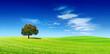 Panoramic idyllic view, lonely tree on green field
