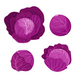 Fototapeta Pokój dzieciecy - Vector illustration of red cabbage isolated on white.