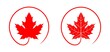 Maple leaf logo. Isolated maple leaf on white background