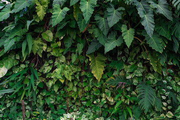 Nature green leaves of Monstera philodendron plant growing in wild, the tropical forest plant, evergreen vines abstract color on dark background.