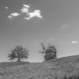 Fototapeta Natura - Old wodden windmill on a green meadow, field. Lonely green tree in the wind. Blue sky with white clouds. Old photo. Black and white photo.