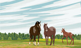 Fototapeta  - A family of horses stands on the field. Red foal Equus ferus caballus. Wild and farm horses. Realistic vector landscape