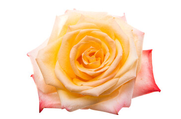 cream rose isolated