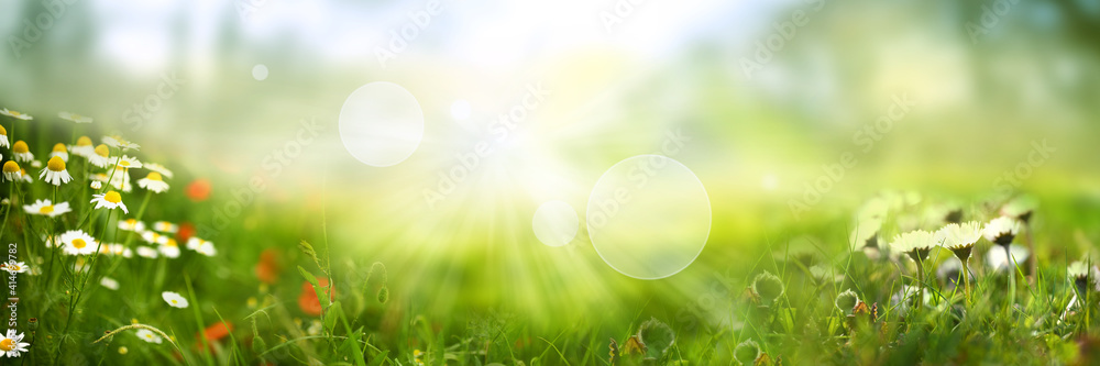 Daisy on green sunny spring meadow. Luminous blurred background with light bokeh and short depth of field. Horizontal close-up with space for text. - obrazy, fototapety, plakaty 