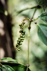 Wall Mural - organic peppercorn pods on pepper vine plant in kampot cambodia