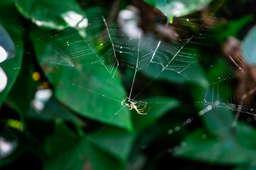 spider on web