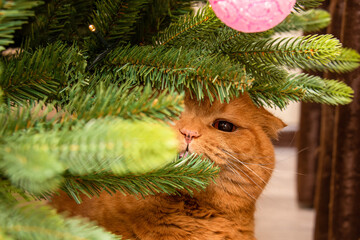 Wall Mural - cat on the christmas tree