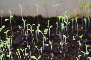 Wall Mural - Lettuce Plant Sprouts