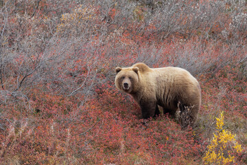 Poster - Grizzly Bear in Denali National Park Alaska in Autumn