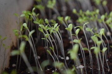 Canvas Print - Lettuce Plant Sprouts