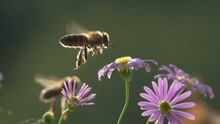 Bee, Flying On Flowers. Closeup View. Slow-motion. Purple Violet Daisy Flowers