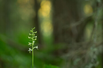 Wall Mural - Butterfly orchid, Platanthera with forest blurred in the background