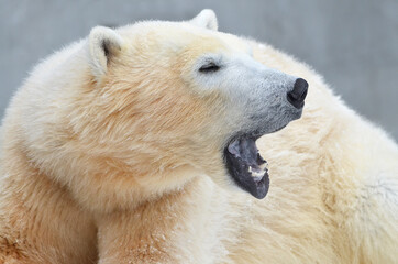 Wall Mural - white polar bear