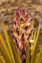 Spanish Dagger Yucca (Yucca Torreyi) Blooming In The Spring;  Guadalupe Mtns NP;  Texas