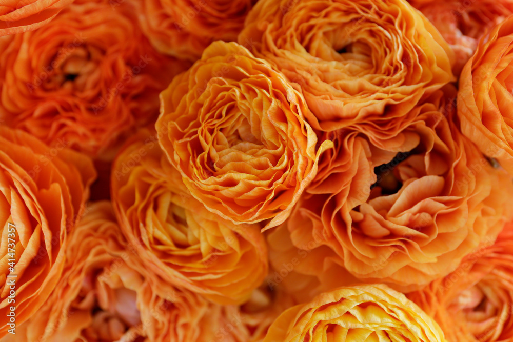 Obraz na płótnie Macro shot of beautiful orange and red ranunculus bouquet. Visible petal structure. right patterns of flower buds. Top view, close up, background, selective focus, copy space for text, cropped image. w salonie
