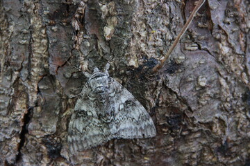 Moth on the bark of a tree