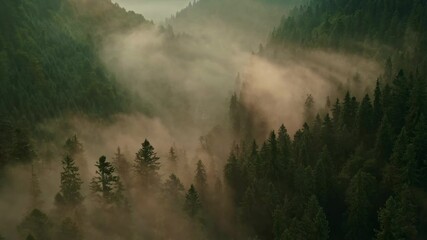 aerial view of sunrise in the misty forest. foggy golden sunset in mountains. flying over green tree