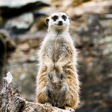 Meerkat Watching Out For Predators On A Tree Stump In A Zoo