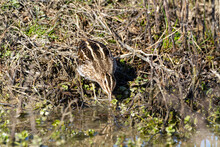 Snipe Swamps And Ponds Europe