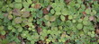 © MAVIC - TEXTURA VERDE.  FOLLAJE DE HOJAS VERDES. NATURAL. VEGETACIÓN.