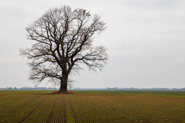 tree in field