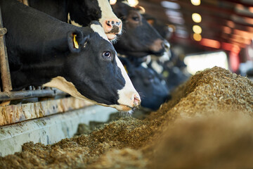 Group Of Milk Cows Standing In Livestock Stall And Eating Hay At Dairy Farm