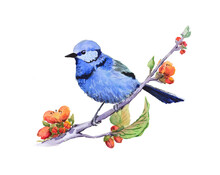  Blue Bird On The Blooming Branch. Watercolor Sketch. Hand Drawn Illustration