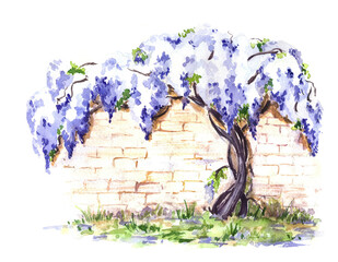 The  blue wisteria by the wall. Hand drawn watercolor illustration