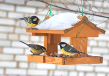 Birds Eating Seed From Bird Feeder. Feeding Birds In Winter